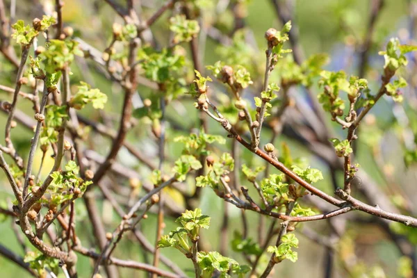 Genç baharın erken saatlerinde bulanık arkaplan resimlerini bırakır