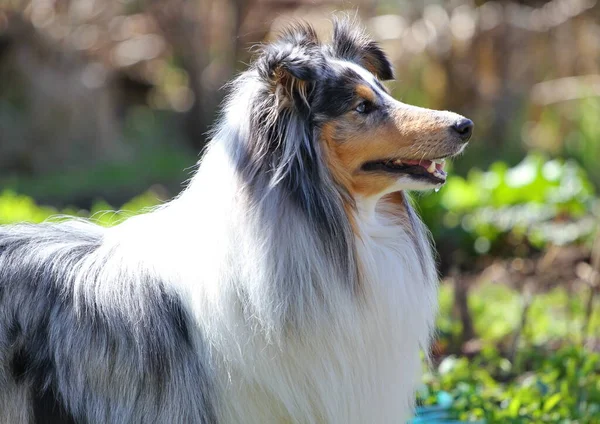 İlkbaharda bir köpek portresi olan bahar manzarası