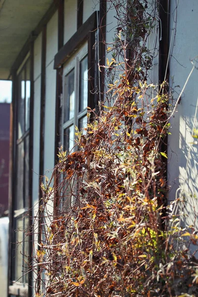 Konut binasının ışıklandırmalı doğal dekorasyonu