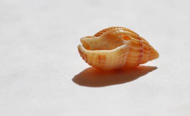 Doğal ışık altında çok güzel bir kabuk.