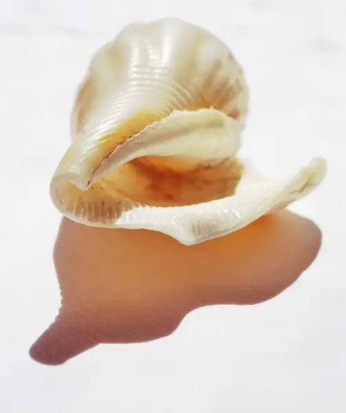 Very Beautiful Shell Natural Light — Stock Photo, Image