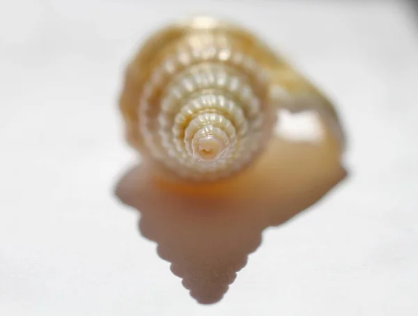 Very Beautiful Shell Natural Light — Stock Photo, Image