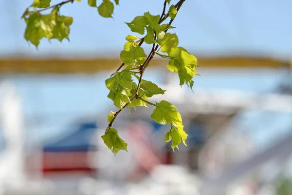 Rama Árbol Verde Terraplén San Petersburgo — Foto de Stock