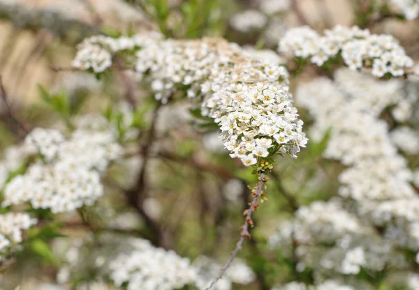 İlkbaharın başlarında bir ağaçta küçük bahar çiçekleri