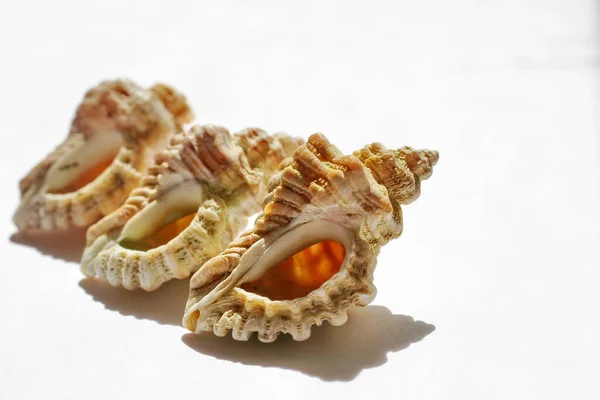 Doğal ışık altında seyahat eden egzotik doğal deniz kabukları.