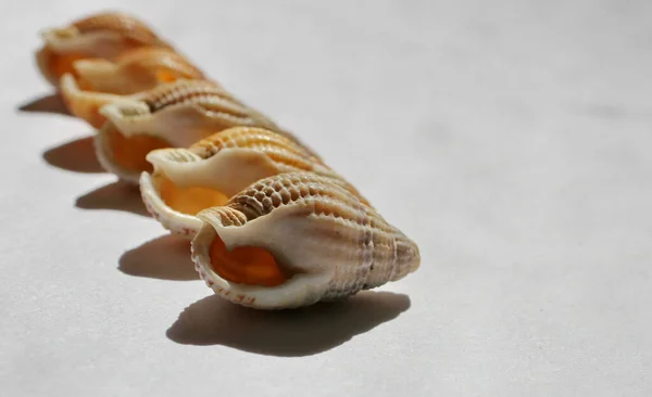 Exotic Natural Seashells Traveling Natural Light — Stock Photo, Image