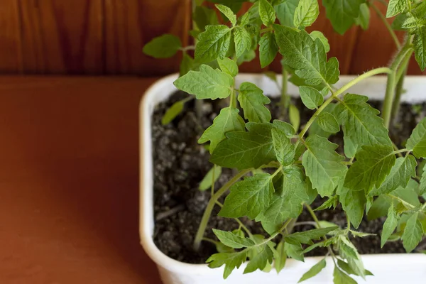 Beyaz bir tencerede bitkilerin tohumları. Agronomi ve ekoloji konusuna ekme. Küçük domatesler