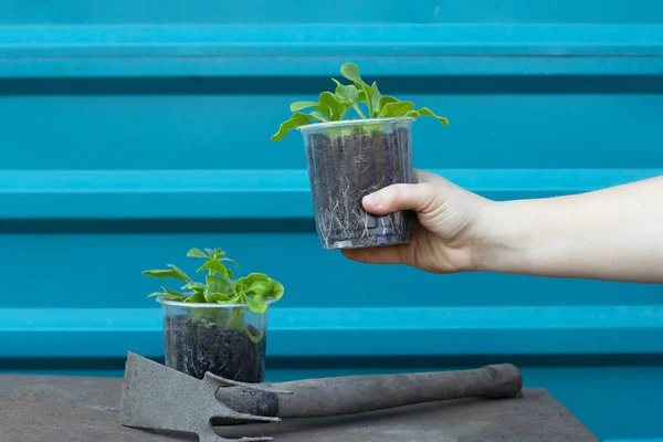Elinde yeşil fidanlar tutan kadın, tohum, zengin topraktan güneş ışığına kadar büyüyor, parlıyor, filizleniyor, ekiliyor. Ekoloji takımları veya konsept