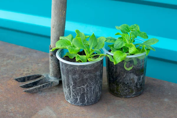 Tohumlar zengin topraktan yetişiyor. Genç taze fideler. Ekoloji Konsepti