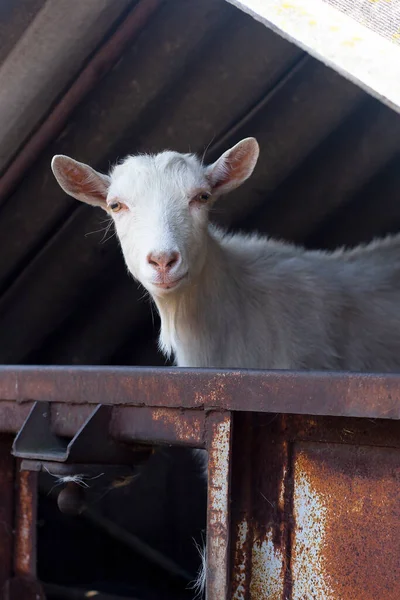 Köyde güzel, meraklı beyaz bir keçi kameraya bakıyor. Çiftlikteki küçük sevimli hayvanlar
