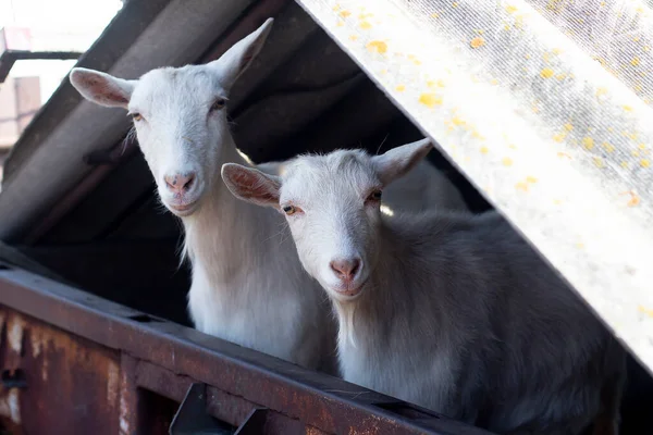 Güzel iki beyaz keçi kameraya bakıyor. Çiftlikteki hayvanlar. Köydeki sığırlar.