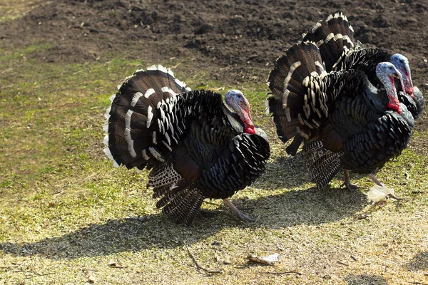 Köyün avlusunda bir sürü erkek hindi siki var. Çiftlik için evcil hayvanlar