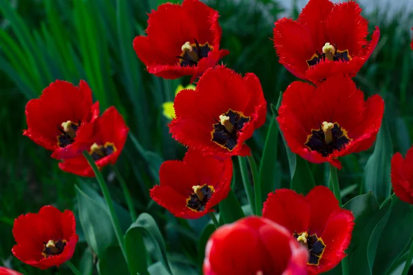 Kırmızı çiçekler gelincikler açar. Bahçede güzel çiçekler açıyor. Fon, doku ve pişirme