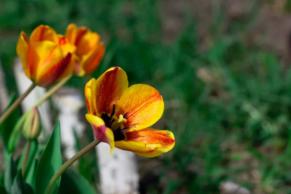 Çiçek açan, çiçek açan laleler, su damlaları, bulanık, arka plan ve doku. Güzel sarı çiçekler
