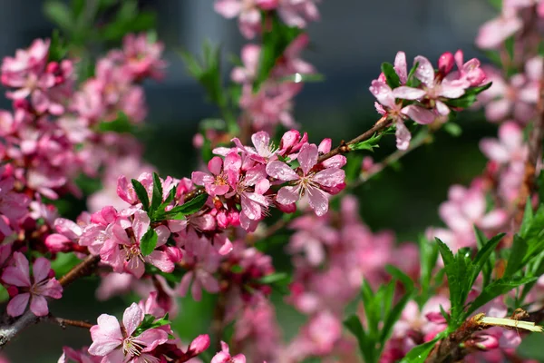 Kırsalda çiçek açan badem ağaçları. Su damlaları, bulanıklık, arka plan ve doku.