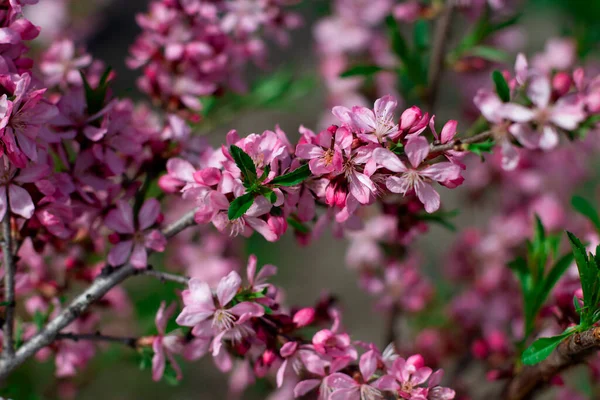 Kırsalda çiçek açan badem ağaçları. Su damlaları, bulanık, arka plan ve doku.