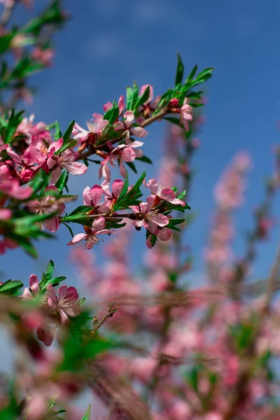 Güzel bahar çiçekli arka plan, çiçek açan badem dalları, bokeh, bulanık, arkaplan ve doku, mavi arkaplanda retro tonlama ile görüntü