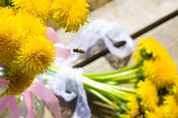 Bir eşek arısı, ahşap bir yüzeyin arka planında sarı karahindibalara uçar. Çiçek açan bir arı nektar yemek ister.