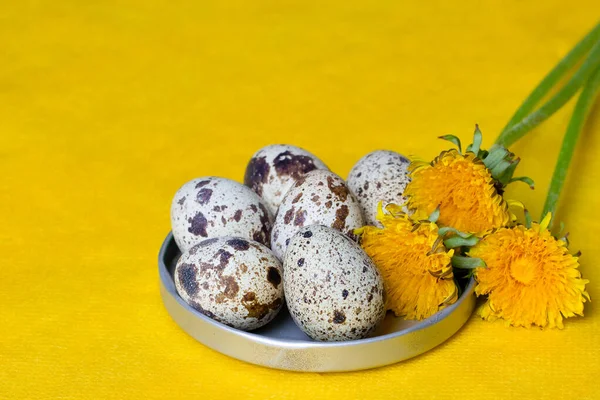 Sarı arka planda karahindibalı bıldırcın yumurtası.