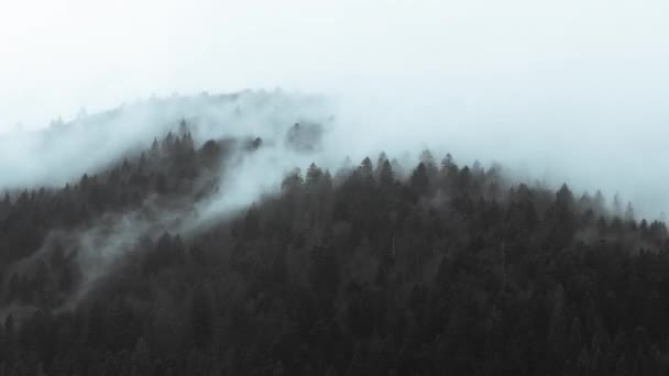 Туманное Утро Лесу — стоковое видео