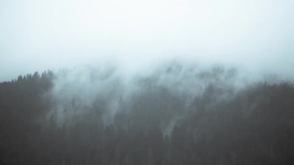 Туманний Ранок Лісі — стокове відео