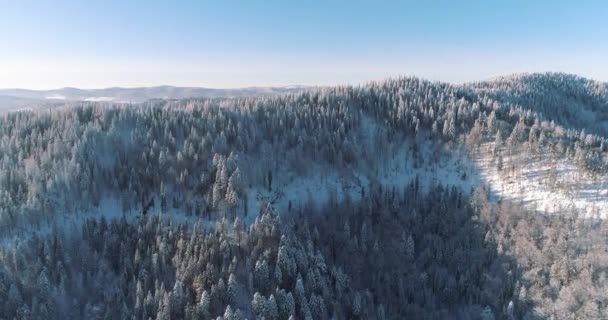 ドローン映像雪に覆われた木々 冬の自然美しいヨーロッパの航空ビューの松の森の山 季節の旅行白い凍結自然の牧歌的な4K — ストック動画