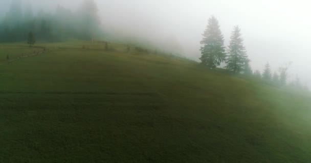 森の霧の朝4K — ストック動画