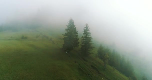 森林里雾蒙蒙的早晨4K — 图库视频影像