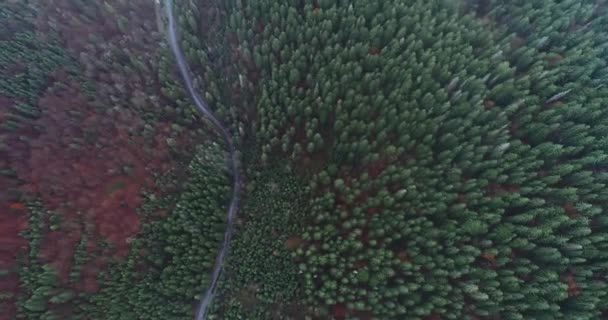 Aérea Volar Sobre Hermoso Bosque Verde Paisaje Rural Montañas Cárpatos — Vídeo de stock