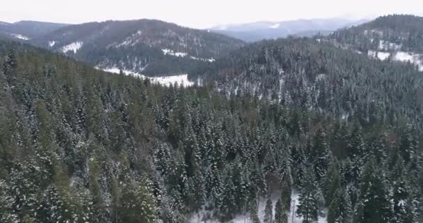 ドローン映像雪に覆われた木々 冬の自然美しいヨーロッパの航空ビューの松の森の山 季節の旅行白い凍結自然の牧歌的な4K — ストック動画