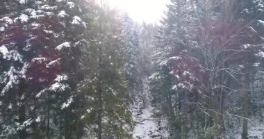 Drone görüntüleri kar ağaçları, kış doğasını güzel Avrupa hava manzarasını çam ormanı dağını, mevsimlik seyahatleri, donuk doğayı 4k