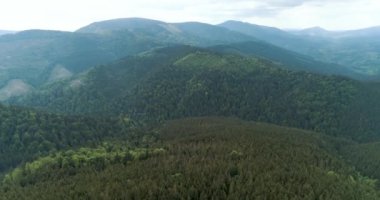 Yaz günü çam ağaçları ve dağ vadisi. Ukrayna, Karpat Dağları, açık yeşil doğa dağları vahşi hava üssü 45 'lik insansız hava aracı uçuşu.