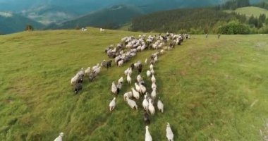 Karpat Dağları 'nda bir koyun sürüsünün üzerinden uçan bir hava aracı vuruldu. Koyun sürüsü dağlara doğru sürülüyor. Çoban, güzel dağlarda koyunlara önderlik eder.