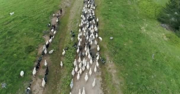 Drone aérien survolant un troupeau de moutons marchant sur le sentier dans les Carpates. Un troupeau de moutons est élevé au-dessus des montagnes. Le berger conduit les moutons dans une belle vue sur les montagnes 4k 