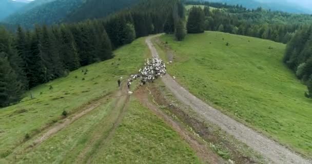 Letecký Dron Přelétl Hejno Ovcí Které Kráčelo Stezce Karpatských Horách — Stock video