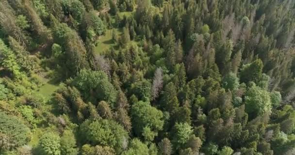 Pinheiros Vale Montanha Dia Verão Ucrânia Montanhas Dos Cárpatos Natureza — Vídeo de Stock