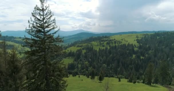 夏日的松树林和山谷 乌克兰 喀尔巴阡山脉 野外绿树成荫的山脉 野生的空中建立 — 图库视频影像