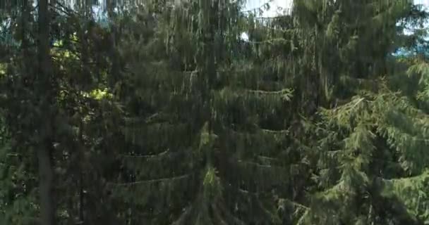 Bergsee Mit Türkisfarbenem Wasser Und Grünen Bäumen Luftaufnahme Des Synevir — Stockvideo