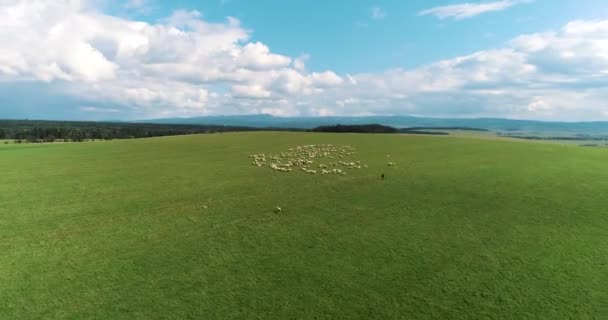 Hava Aracı Yeşil Çayır Yüksek Dağlardaki Bir Koyun Sürüsünün Üzerinden — Stok video