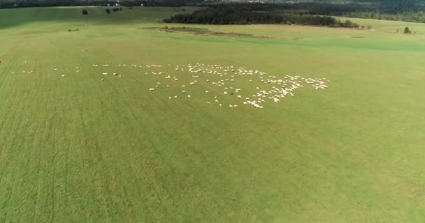 空中ドローンは緑の牧草地や高い山 背景の青い空に羊の群れの上を飛んで撮影ハイタトラ山脈 スロバキア — ストック動画