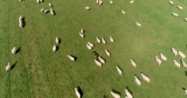 在斯洛伐克的塔特拉山背景下 空中无人驾驶飞机在青绿的草地和高山上 在一群羊的上空盘旋 — 图库视频影像
