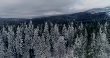 Drone görüntüleri kar ağaçları, kış doğasını güzel Avrupa hava manzarasını çam ormanı dağını, mevsimlik seyahatleri, donuk doğayı 4k