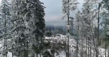 Drone görüntüleri kar ağaçları, kış doğasını güzel Avrupa hava manzarasını çam ormanı dağını, mevsimlik seyahatleri, donuk doğayı 4k