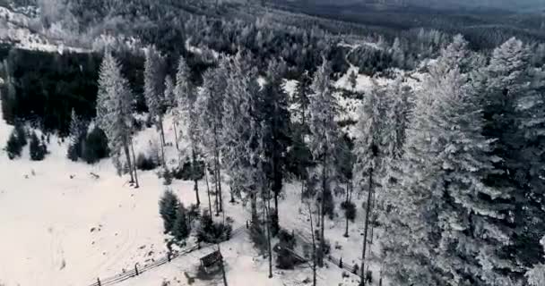 Drone Πλάνα Χιόνι Καλύπτονται Δέντρα Χειμώνα Φύση Όμορφη Ευρώπη Εναέρια — Αρχείο Βίντεο