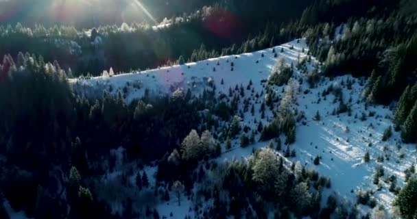 ドローン映像雪に覆われた木々 冬の自然美しいヨーロッパの航空ビューの松の森の山 季節の旅行白い凍結自然の牧歌的な4K — ストック動画