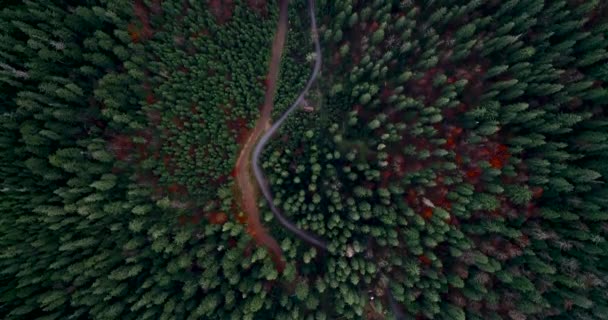 Aérienne de survoler une belle forêt verte dans un paysage rural, Carpates, Ukraine .