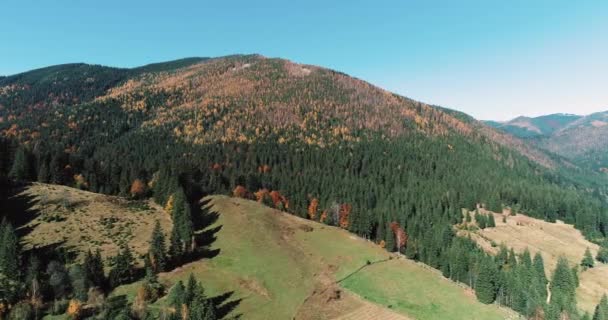 カラフルな秋の木々 フィールド ヴォロフタ村 カルパティア山脈 ウクライナの近くの日没の柔らかい光で谷を見下ろす秋の色の森 壮大な風景 美の世界 — ストック動画