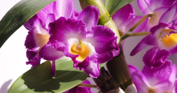 Orquídeas Rosadas Que Florecen Delicadamente Exhibición Pote Ventana — Vídeos de Stock