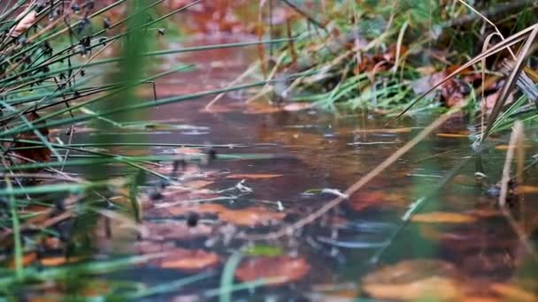 Медленное Закрытие Движения Осенние Капли Дождевой Воды Падают Большую Лужу — стоковое видео
