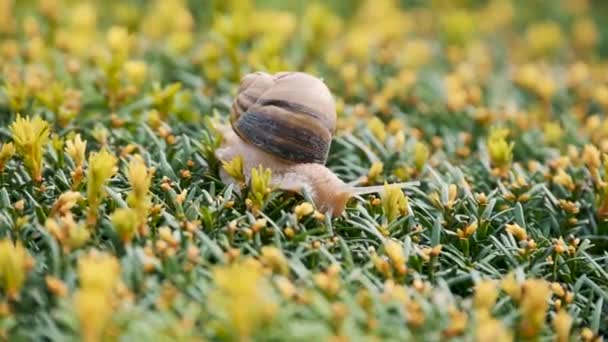 Snail slowly creeping along on yellow bush — Stock Footage Snail Slowly Creeping Yellow Bush Royalty Free Stock Video